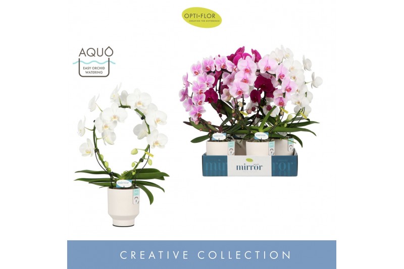 Phalaenopsis mix Mirror Miracle Mix 2 spike in Emilia White Aquo 15 bl 