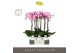 Phalaenopsis paars Optistar Carey 2 spike in Molise White Aquo 15 bl.  
