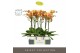 Phalaenopsis oranje Optistar Deshi 2 spike in Emilia White Aquo 15 bl. 