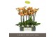 Phalaenopsis oranje Optistar Deshi 3 spike 18 bl. 3 tak/plnt 