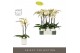 Phalaenopsis geel Optistar Turner 2 spike in Molise White Aquo 15 bl.  