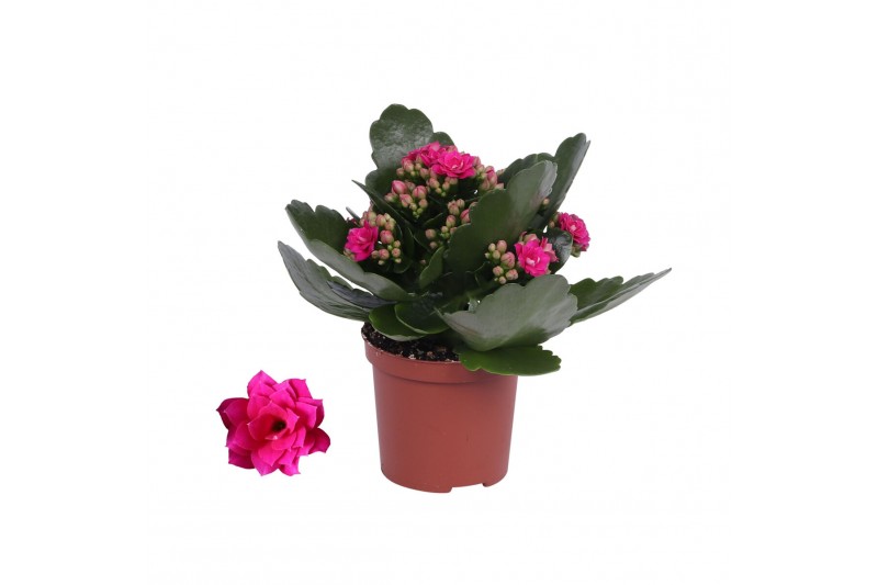 Kalanchoe blossfeldiana rosalina don victorio paars, Zonder hoes 1 pp 
