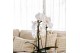 Phalaenopsis elegant cascade Kolibri Orchids Cascade Niagara Fall whit 