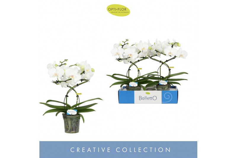 Phalaenopsis anthura madrid Balletto Wing 2 spikebl.  tak/plnt 