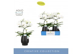 Phalaenopsis wit Balletto Wing 2 spike in Abruzzo Black Aquo16 bl. 2 t