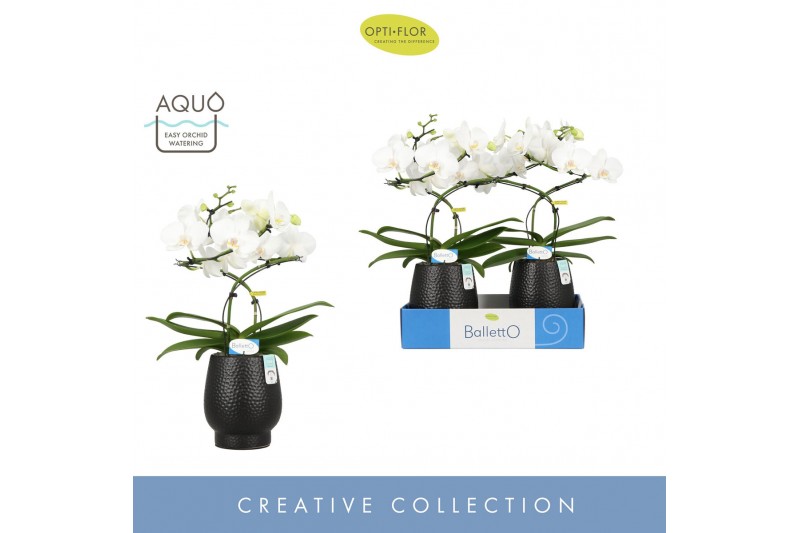 Phalaenopsis wit Balletto Wing 2 spike in Abruzzo Black Aquo16 bl. 2 t 