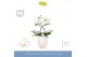 Phalaenopsis wit Balletto Wing 2 spike in Abruzzo White Aquo 16 bl. 2  