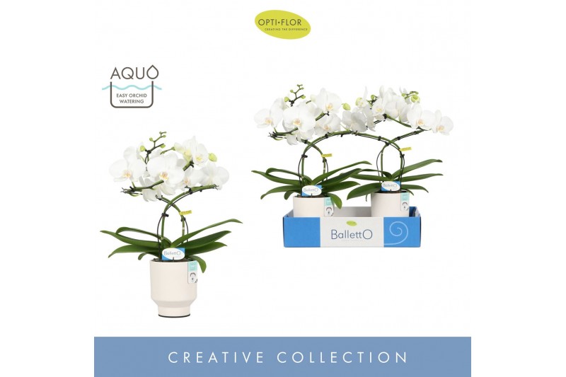 Phalaenopsis wit Balletto Wing 2 spike in Emilia White Aquo 16 bl. 2 t 