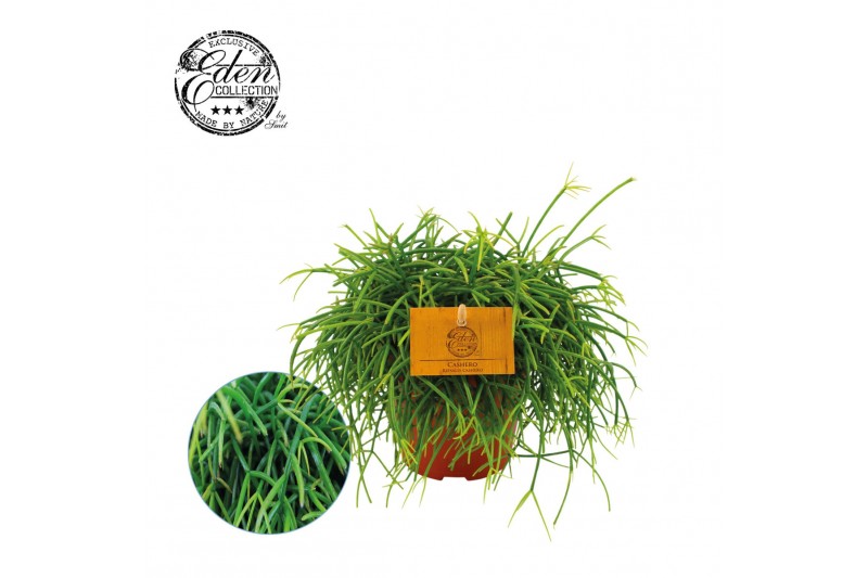 Rhipsalis Rhipsalis Cashero 12cm 
