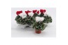 Cyclamen pers. super serie picasso Cyclaam Picasso Red & White22 cm di