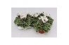 Cyclamen pers. super serie picasso Cyclaam Super Serie Picasso White22