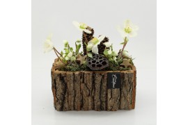 Arrangementen helleborus NHCR-2521 Verboom Helleborus 2 pp