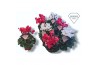 Cyclamen pers. super serie merengue Cyclamen Exclusive® Merengue Rood 