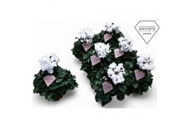 Cyclamen pers. super serie merengue Cyclamen Exclusive® Merengue Wit 2