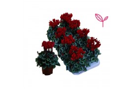 Cyclamen pers. super serie compact Cyclamen-DAVINCY ROOD 20 cm diamete