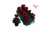 Cyclamen pers. super serie compact Cyclamen-DAVINCY ROOD 20 cm diamete