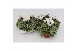 Cyclamen pers. super serie picasso Cyclaam Super Serie Picasso White22