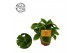 Pilea alumi Pilea Moon valley, 12cm 