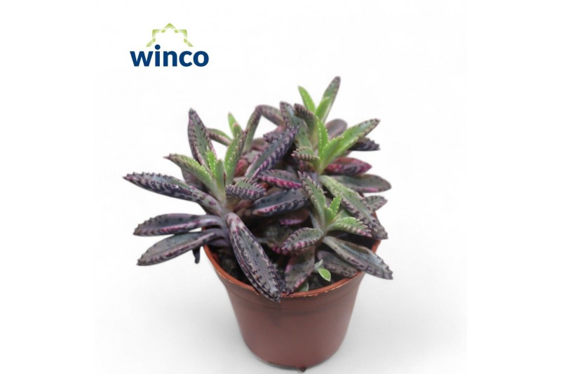 Kalanchoe daigremontiana Kalanchoe Daigremontiana Pinkoverig pp 12 