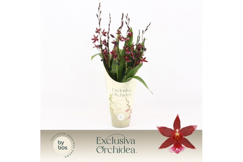 Burrageara barrocco red Barrocco Red, 7+ spike 65+ cm Exclusiva Orchid 