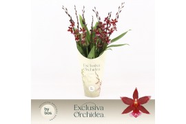 Burrageara barrocco red Barrocco Red, 7+ spike Exclusiva Orchidea Potc