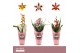 Cambria grp mix 3 kleuren Cambria, Mix 1-spike Orchid Collection Potco 