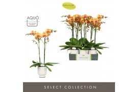 Phalaenopsis oranje Optistar Deshi 2 spike in Emilia White Aquo 15 bl.
