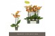 Phalaenopsis oranje Optistar Deshi 3 spike 18 bl. 3 tak/plnt 