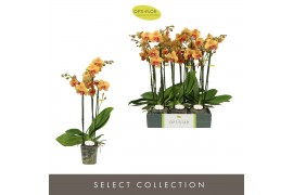 Phalaenopsis oranje Optistar Deshi 3 spike 18 bl. 3 tak/plnt