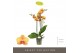 Phalaenopsis oranje Optistar Deshi 3 spike 18 bl. 3 tak/plnt 