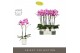 Phalaenopsis roze Optistar Yoko 2 spike in Molise White Aquo 15 bl. 2  