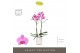 Phalaenopsis roze Optistar Yoko 2 spike in Molise White Aquo 15 bl. 2  