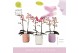 Phalaenopsis multiflora mix Aromio Mix 2 spike in Molise Mix Aquo20 bl 