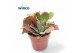 Kalanchoe Kalanchoe Rubineaoverig pp 
