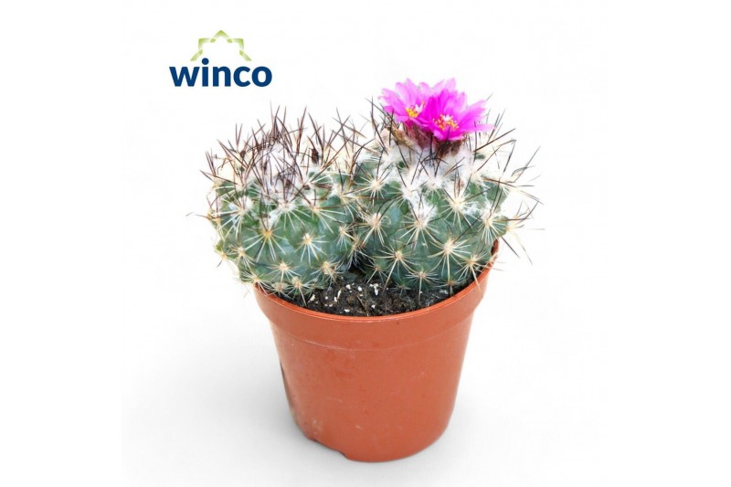 Cactus Turbinicarpus saueri ssp. nelissae 