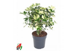 Schefflera trinette Schefflera Trinette2 pp