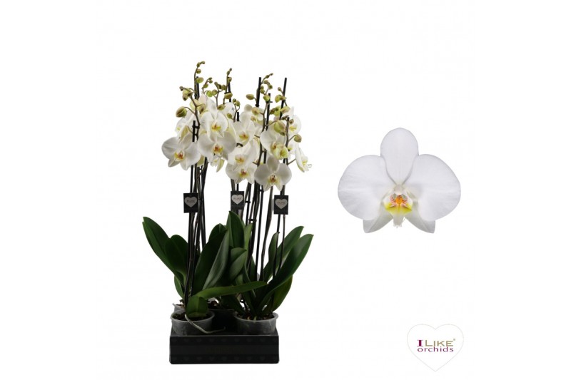 Phalaenopsis anthura leeds Phalaenopsis Leeds - 3 tak 80cm (Quattro)22 