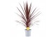 Cordyline australis red star Cordyline Australis Red Star - 21cm1 pp 