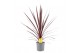 Cordyline australis red star Cordyline Australis Red Star - 17cm1 pp 