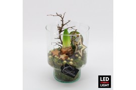 Arrangementen hippeastrum HICR-2505WLED Kerst Amaryllis 1 pp