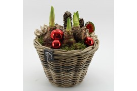 Arrangementen hippeastrum HICR-2527R Kerst Amaryllis 3 pp