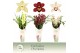 Cymbidium mix Cymbidium, Mix 4-spike P14 Exclusiva Orchidea Potcover 4 