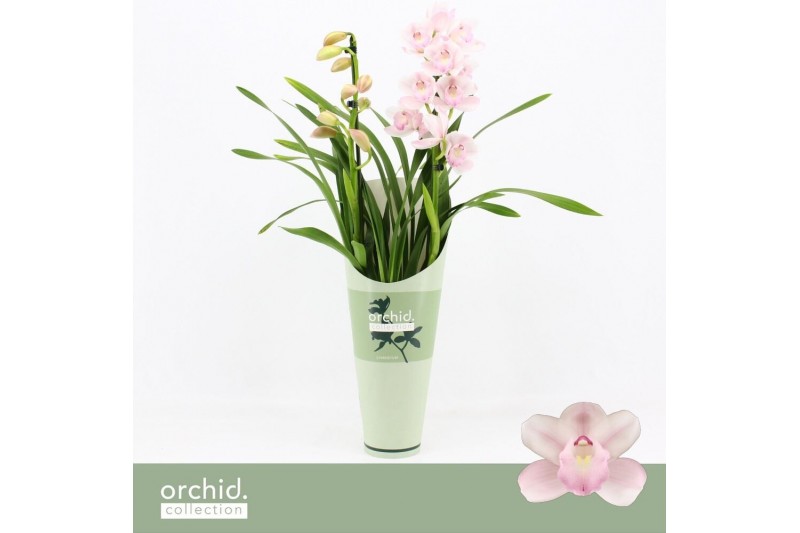 Cymbidium Cymbidium, Pink Bell 2-spike Orchid Collection Potcover 2 ta 