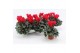 Cyclamen pers. midori synchro Cyclaam Mini Red15 cm diameter rood 1 pp 