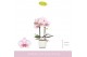 Phalaenopsis roze MyMonro Make-up 2 spike in Lazio White 6 bl. 2 tak/p 