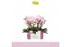 Phalaenopsis roze MyMonro Make-up 2 spike in Lazio White 6 bl. 2 tak/p 