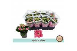 Kalanchoe bloss. slate purple Kalanchoë Special Slatepp