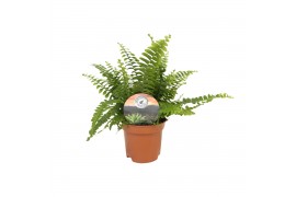 Nephrolepis exaltata green lady