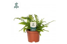 Nephrolepis exaltata green lady Air So Pure