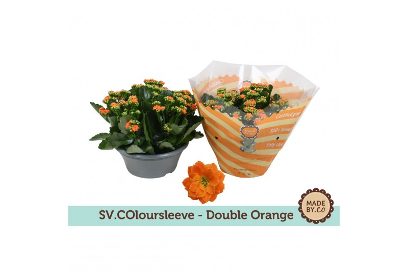 Kalanchoe rosalina demeter Kalanchoë Double Orange in SV.COloursleeve6 